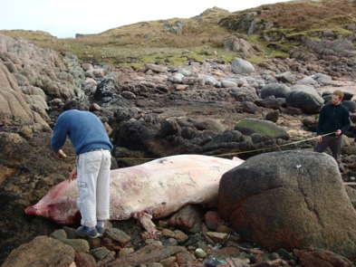 This individual was one of many beaked whales washed ashore in March 2008